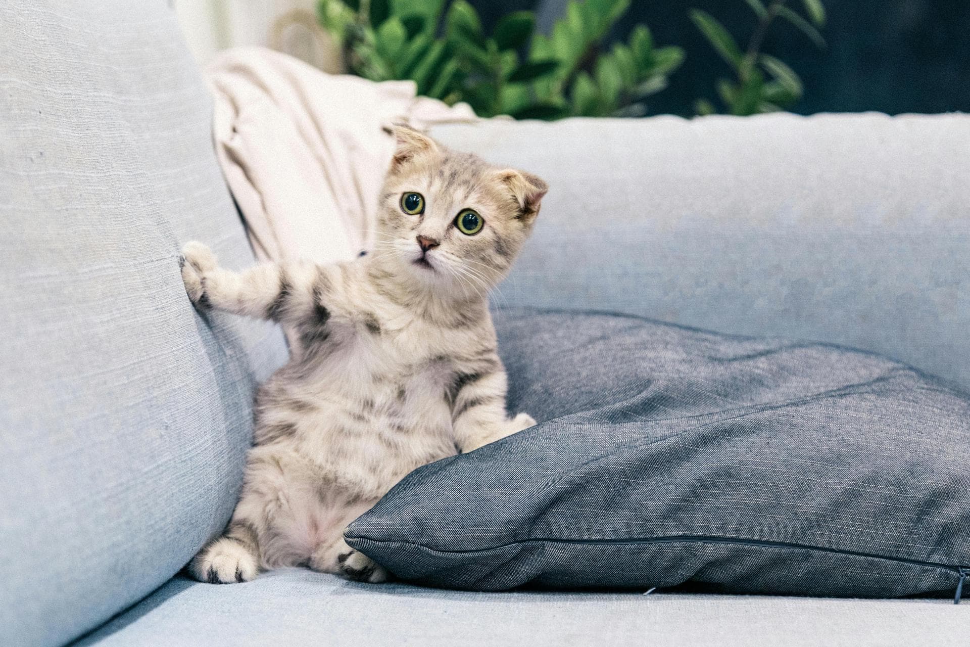 Cat Euthanasia Put Down Prices in Wokingham