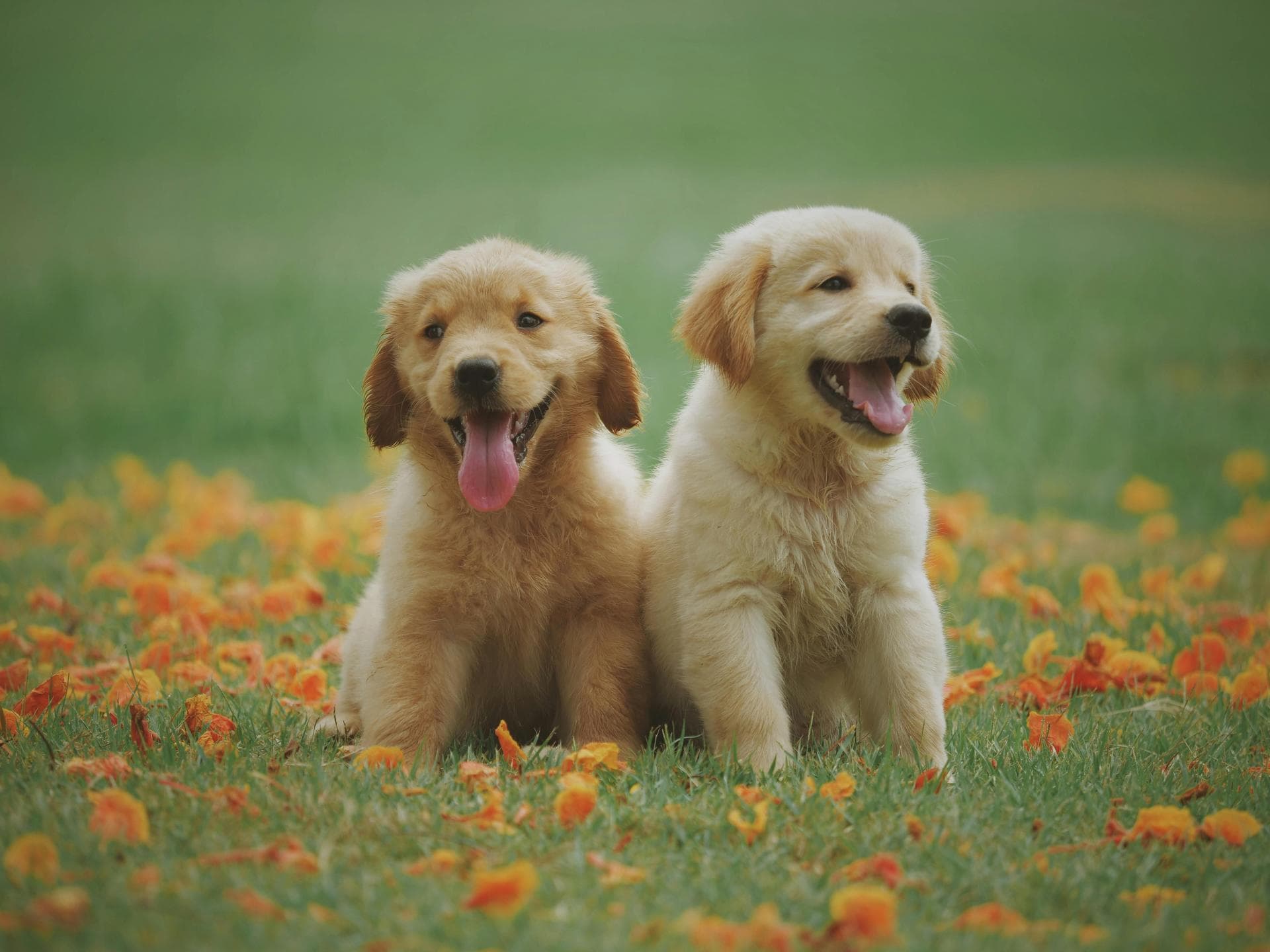 Follow-up Vet Appointment Prices in Wokingham
