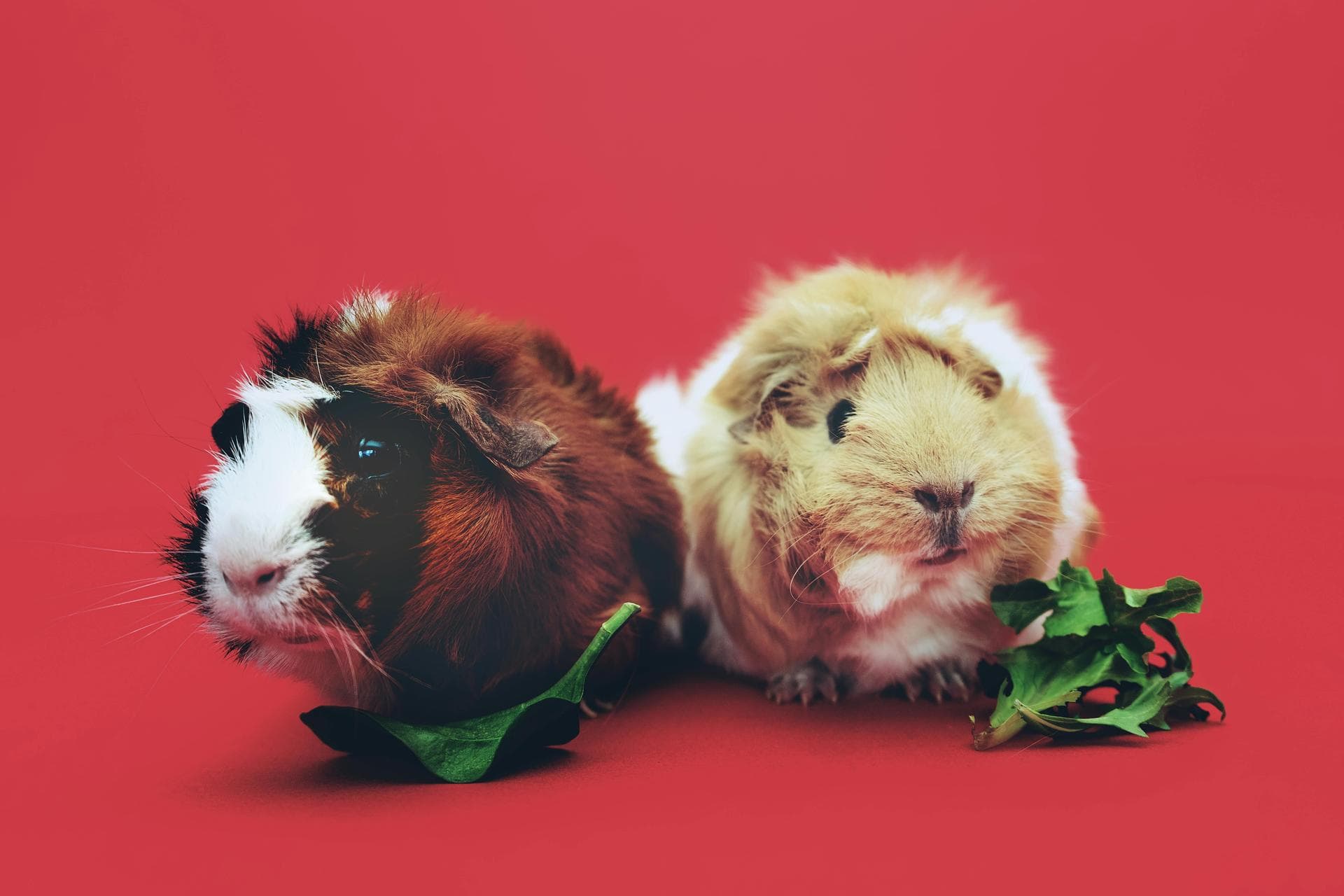 Pet Cremation Prices in Wokingham