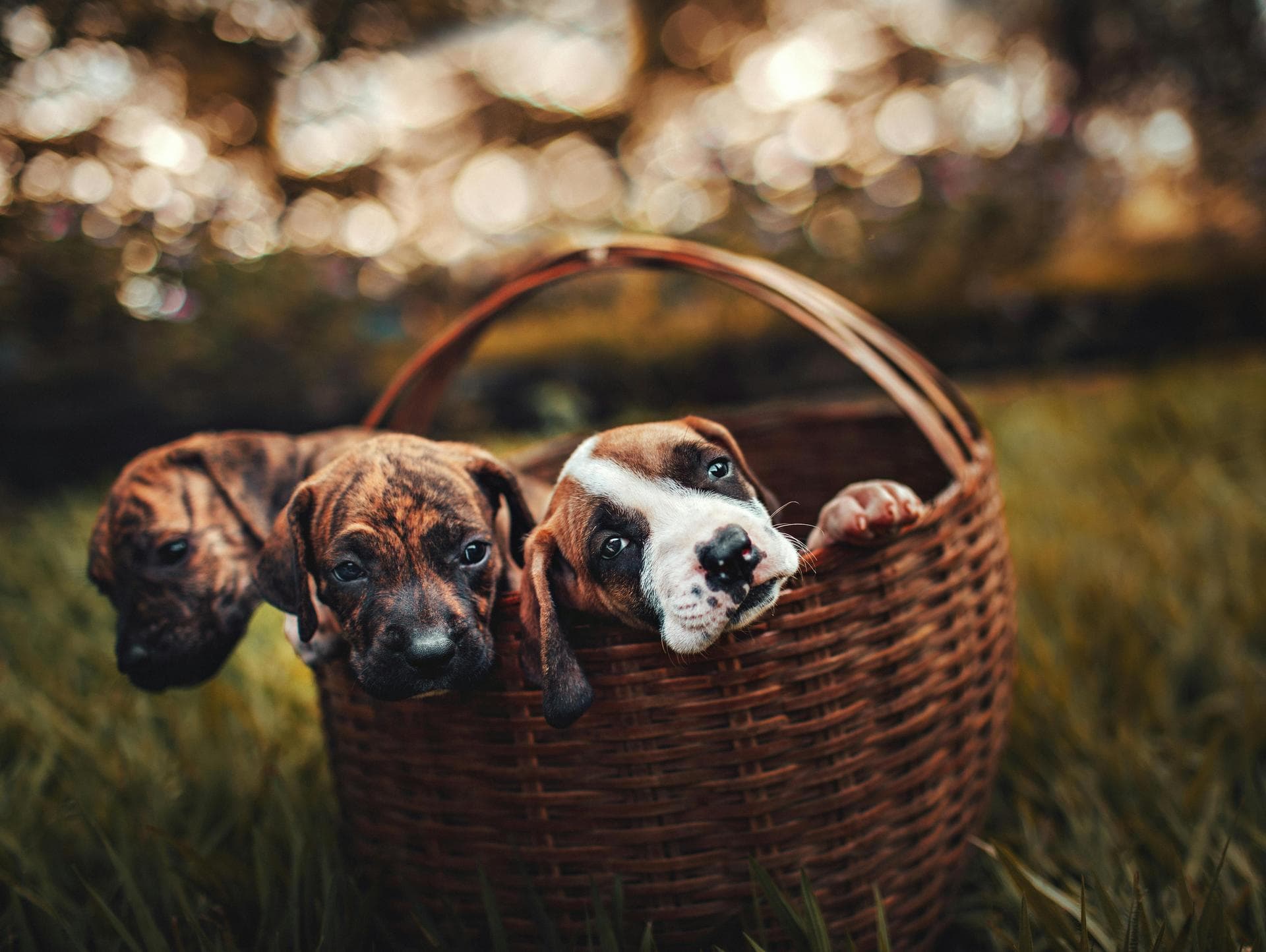 Annual Vaccination Booster Prices in Wokingham