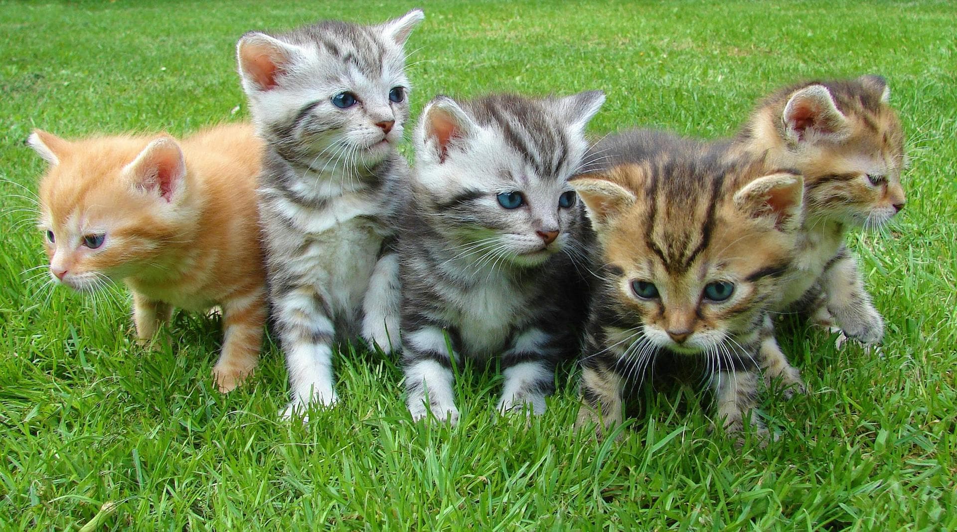 Cat Spaying Prices in Wokingham