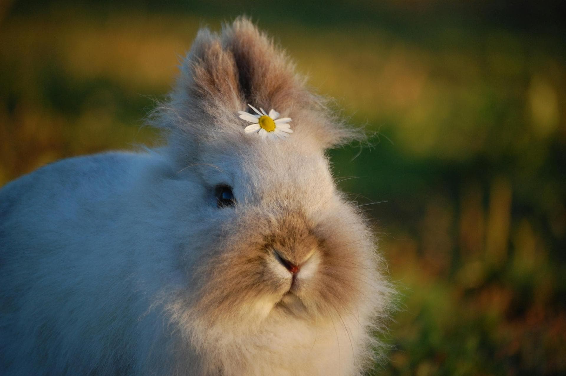 Rabbit Vaccinations Vhd Myxo Prices in Wokingham