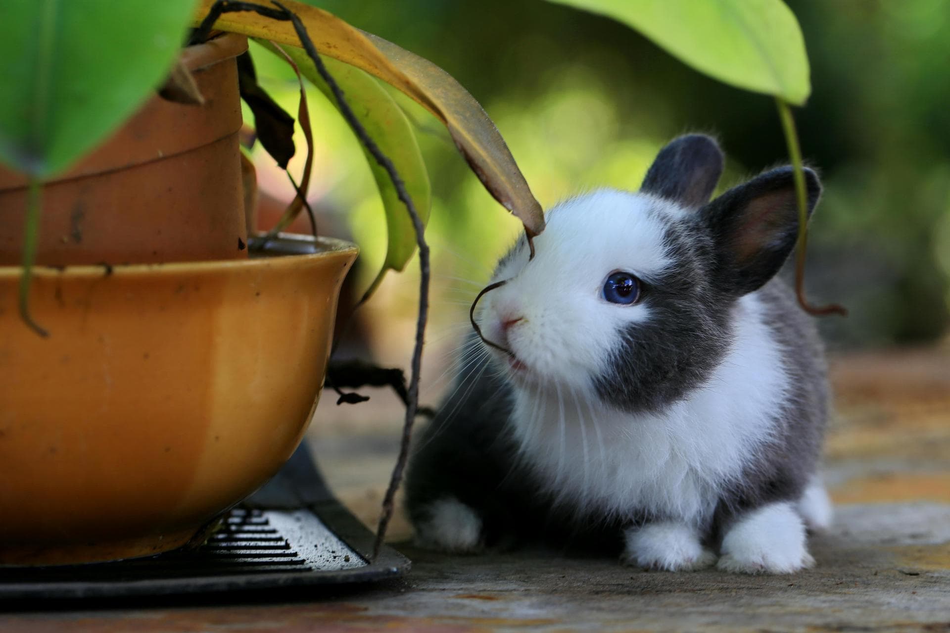 Rabbit Spay Castrate Neutering Prices in Wokingham