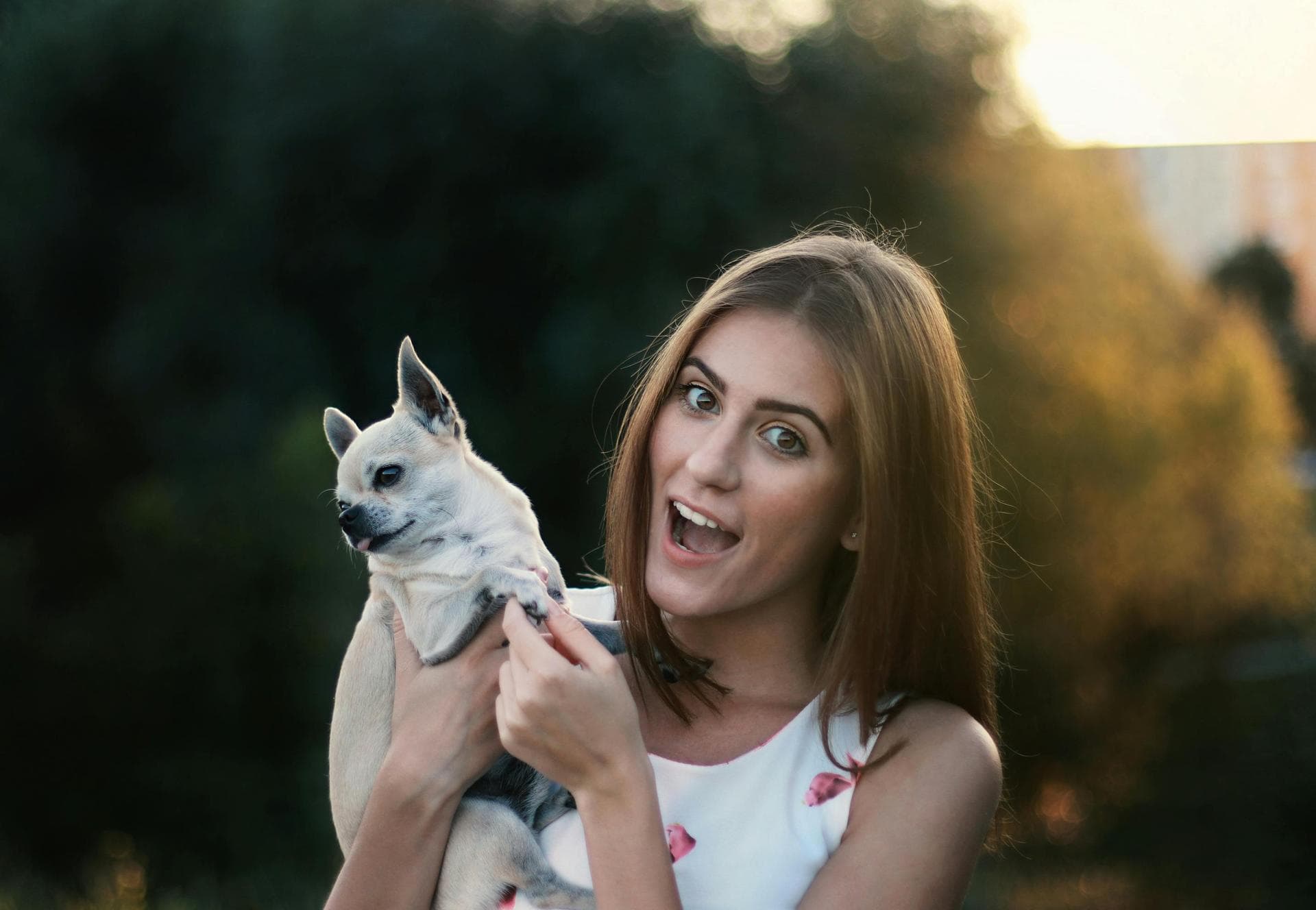Dog Cremation Prices in Wokingham