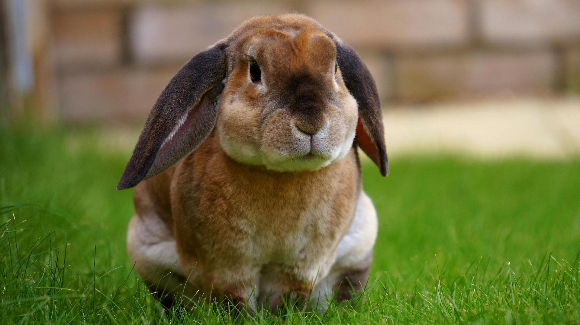 Pet Cremation Prices in Wokingham