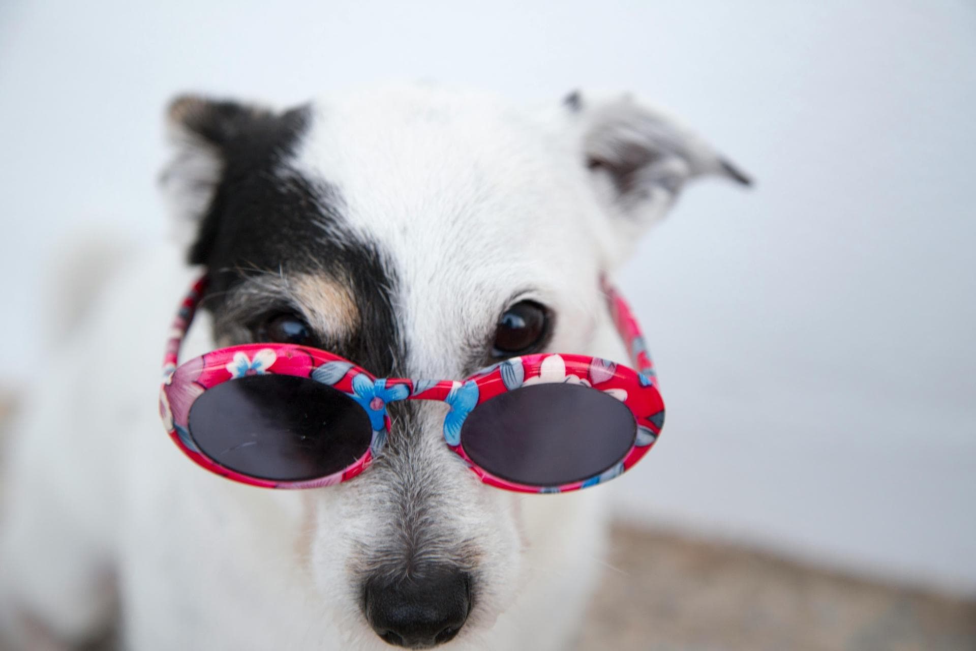 Kennel Cough Vaccine Prices in Wokingham