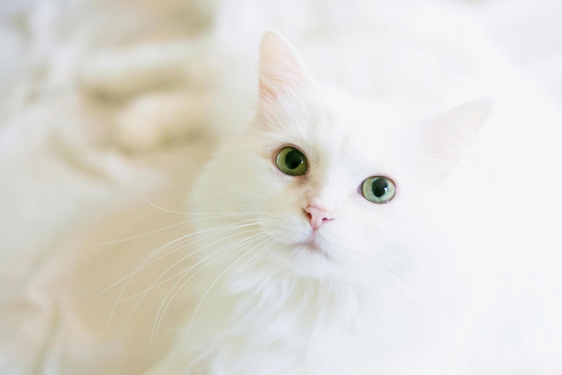 Cat Cremation Prices in Wokingham